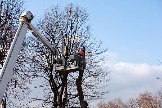 Best Weed Control  in Oak Park, IL